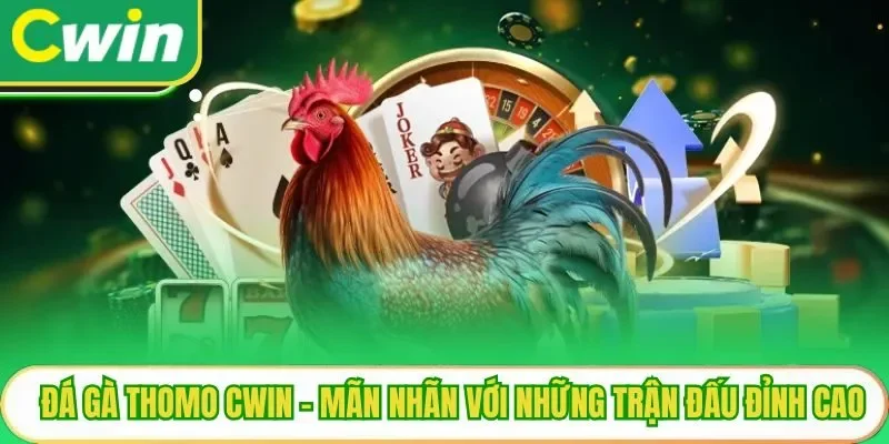 Đá Gà Thomo Cwin - Mãn Nhãn Với Những Trận Đấu Đỉnh Cao