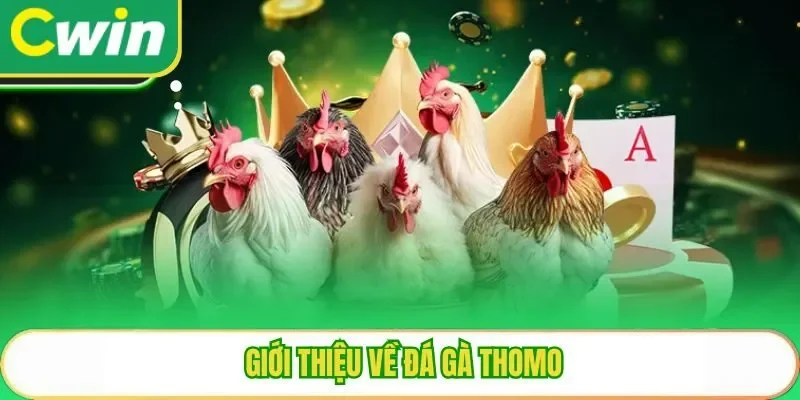 Giới thiệu về đá gà thomo