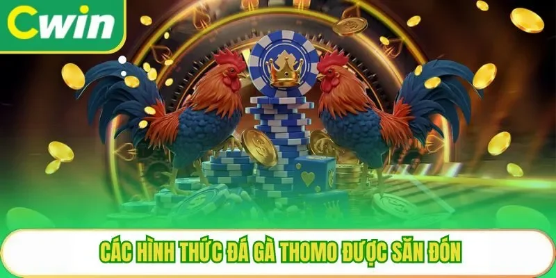 Các hình thức đá gà thomo được săn đón