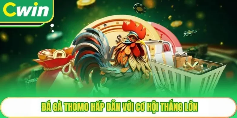 Đá gà thomo hấp dẫn với cơ hội thắng lớn